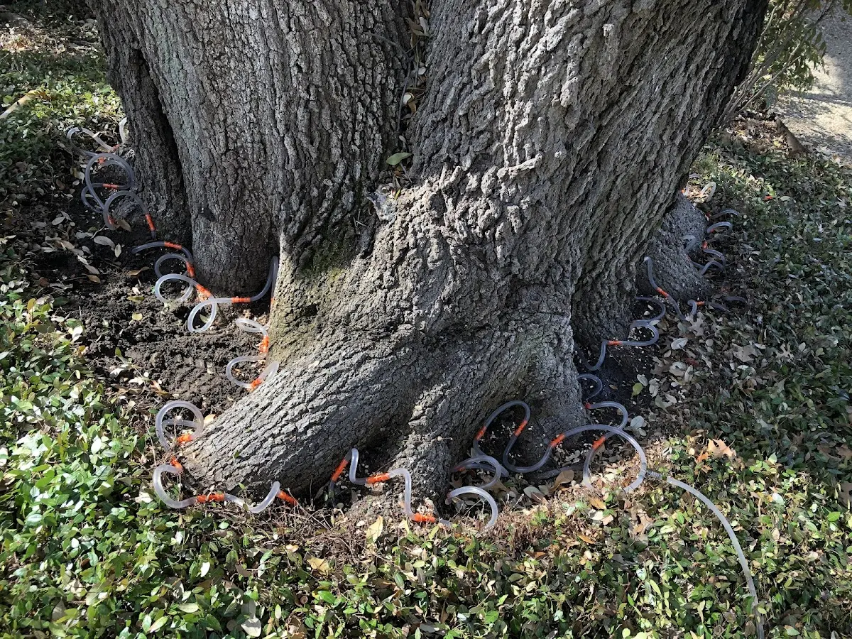 Detailed Tree Cabling and Bracing job site in Goodridge