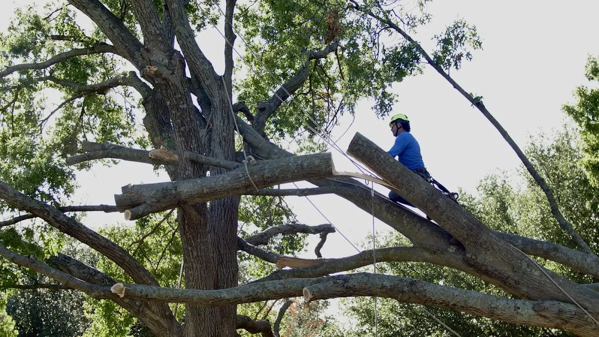 Professional Crown Thinning performed by certified arborists in Goodridge